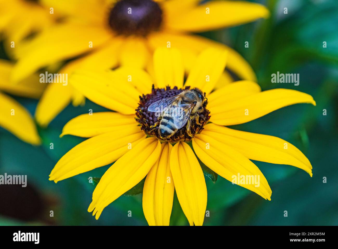 Honigbiene 5 Stock Photo