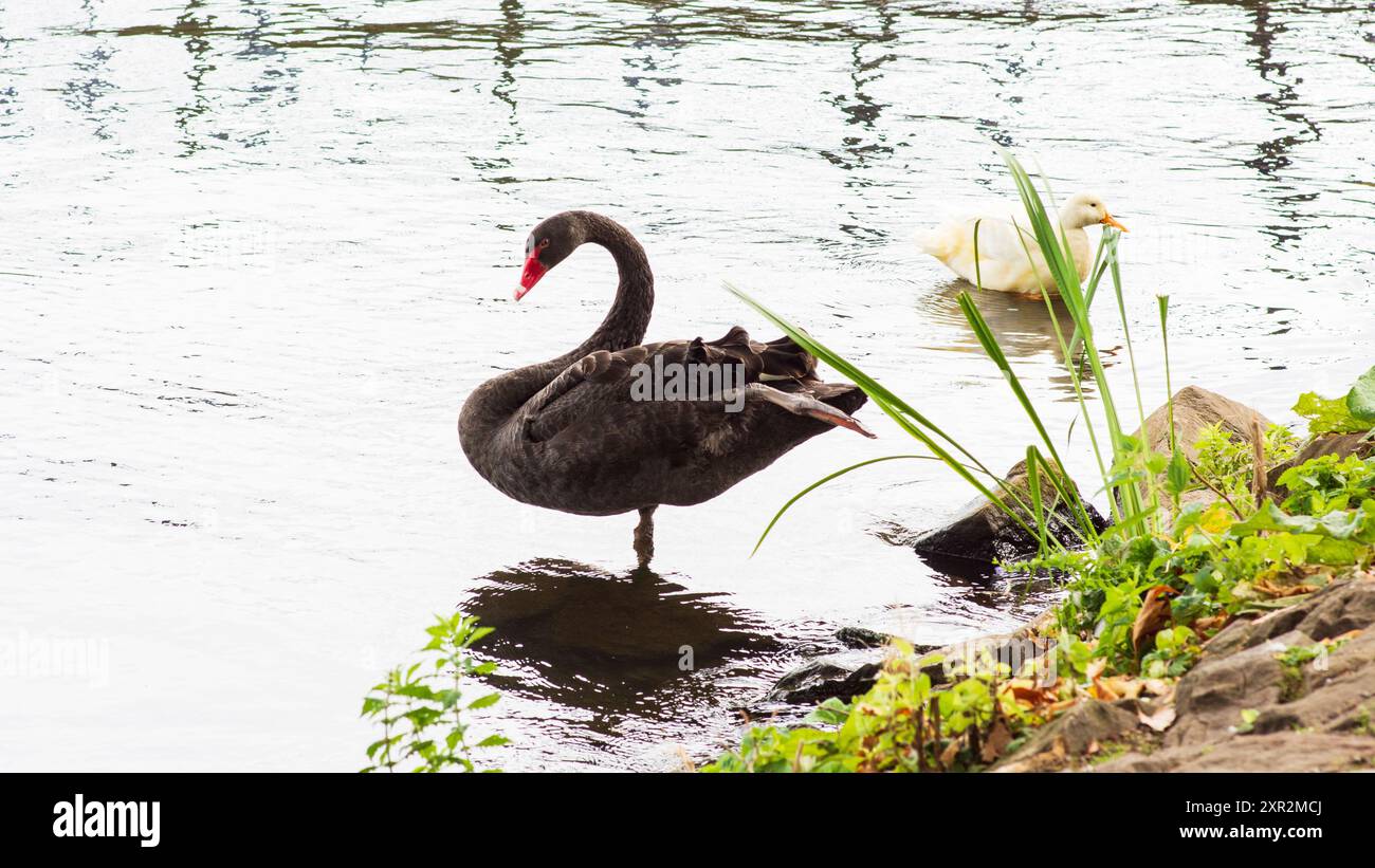 Pilipane Schwarzer Schwanen-Ornament – Schwimmende Gartenfigur Aus Kunstharz | Für Teich, Pool, Garten Oder Innenraum