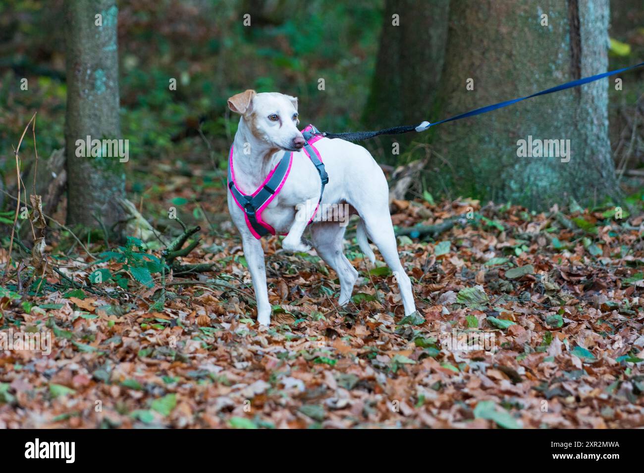 Weißer Hund im Laubwald 3 Stock Photo - Alamy
