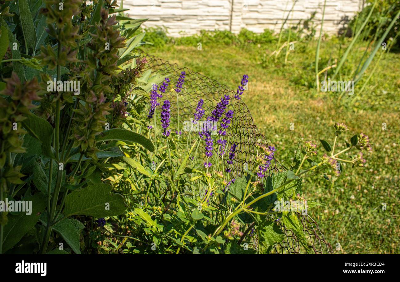 Herb spiral garden hi-res stock photography and images - Alamy