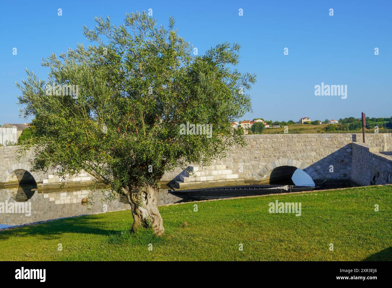 Olive tree in the park against a blue sky with clouds Stock Photo - Alamy