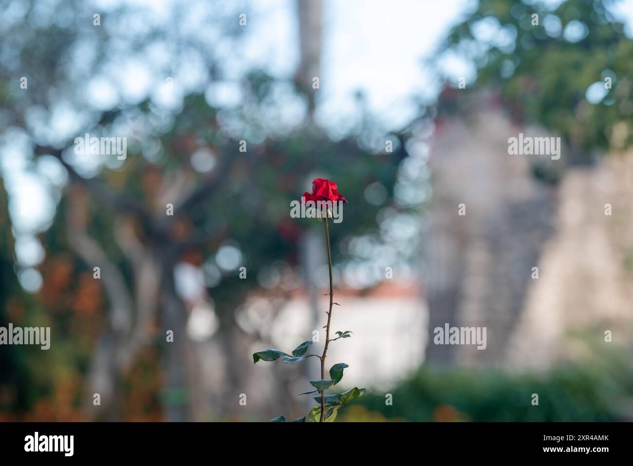 Red rose in the garden, Tavira, Algarve, Portugal Stock Photo