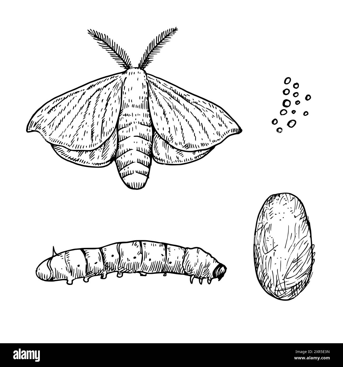 Silk moth metamorphosis and life stages. Silkworm black and white vector illustration isolated on white background Stock Vector