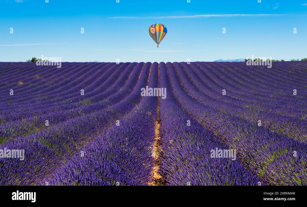 Lavender field sunset flying over hi-res stock photography and images ...