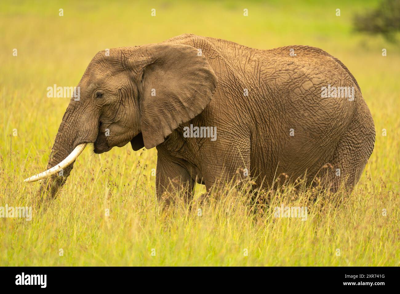 African bush elephant stands feeding in grass Stock Photo - Alamy