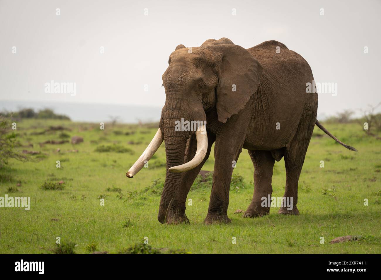 African bush elephant standing on short grass Stock Photo - Alamy