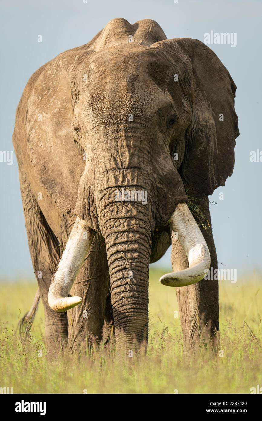 African bush elephant stood eating tall grass Stock Photo - Alamy