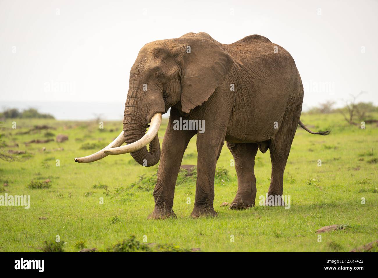 African bush elephant stood on short grass Stock Photo - Alamy