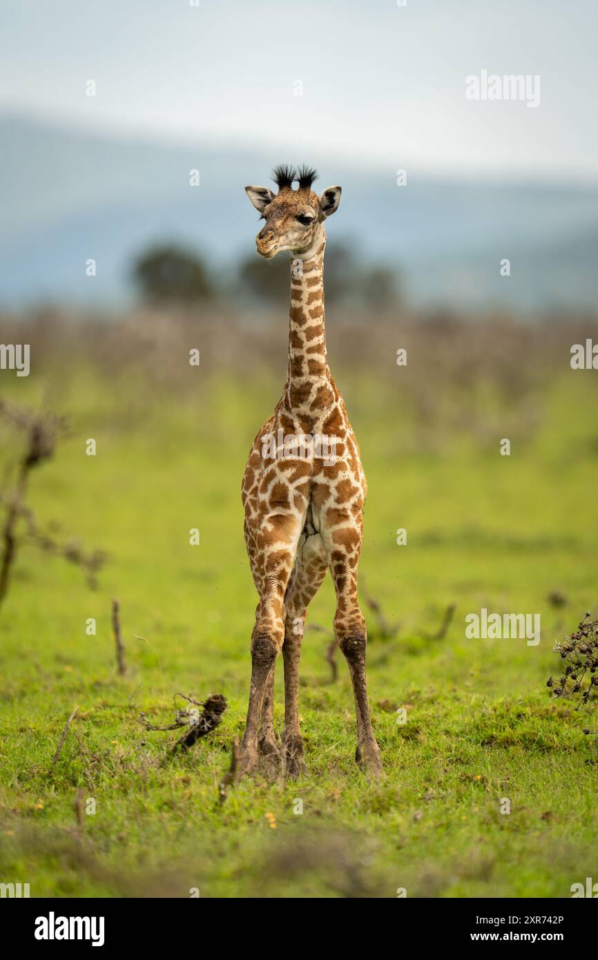 Baby Masai giraffe stands looking at camera Stock Photo - Alamy
