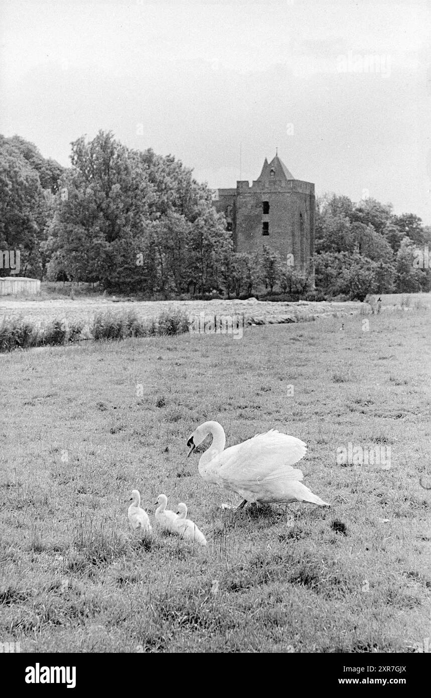 5 swans near ruins, Animals, 20-06-1966, Whizgle Dutch News: Historic Images Tailored for the Future. Explore The Netherlands past with modern perspectives through Dutch agency imagery. Bridging yesterday's events with tomorrow's insights. Embark on a timeless journey with stories that shape our future. Stock Photo