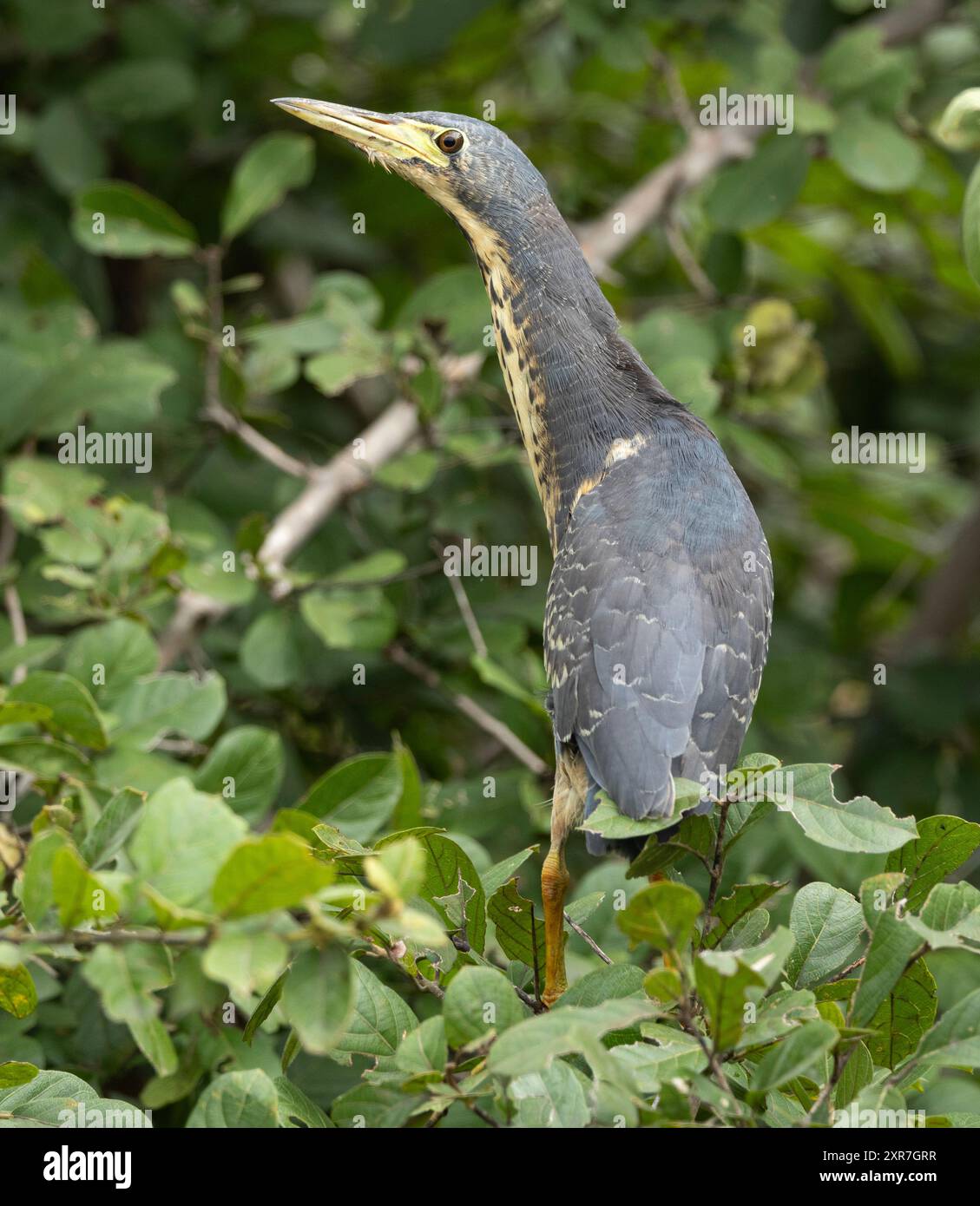 Seldom seen because of their secretive habits, the Dwarf Bittern is probably more widespread in suitable habitats than previously thought. Stock Photo