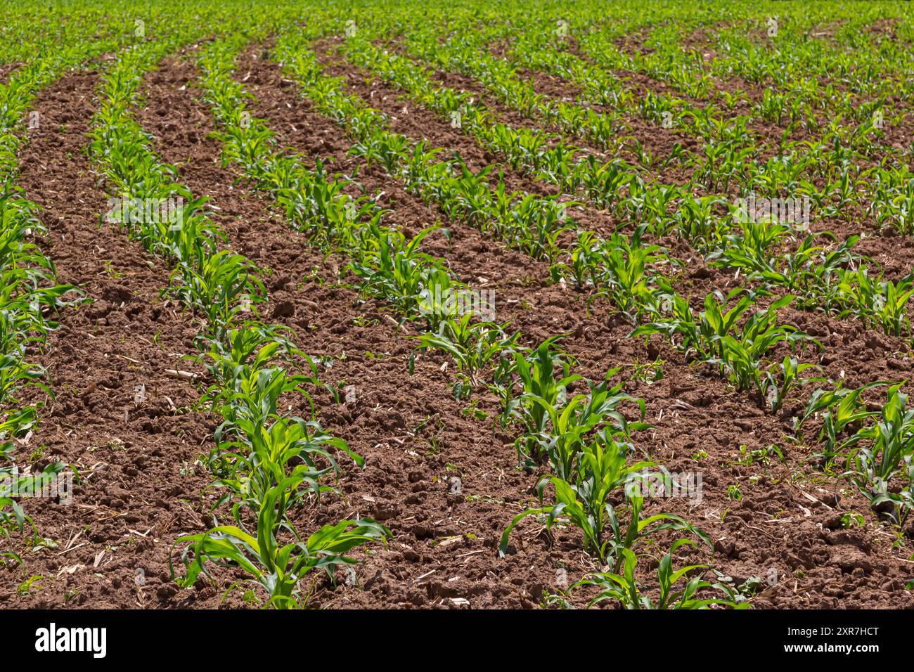Young corn plants hi-res stock photography and images - Alamy