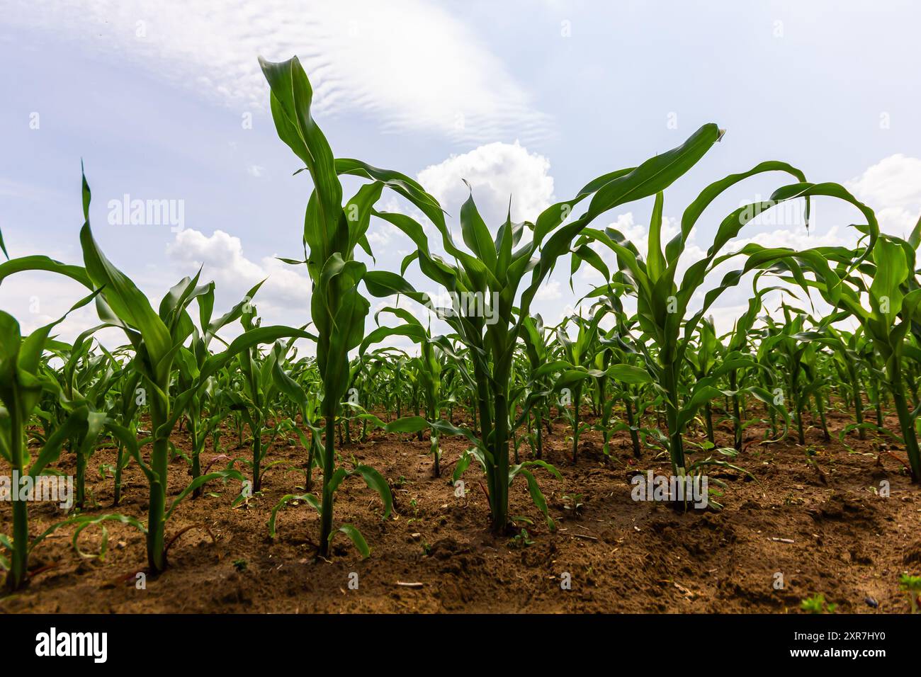 Young corn plants hi-res stock photography and images - Alamy