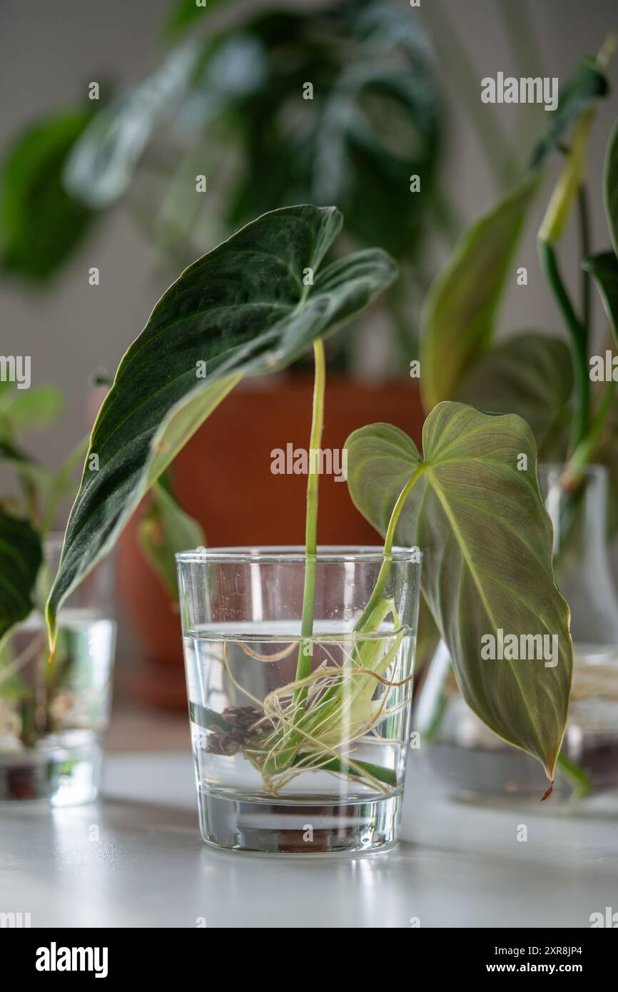 philodendron rio vs brasil Philodendron 'Rio' – UrbanJungleSydney main image 0