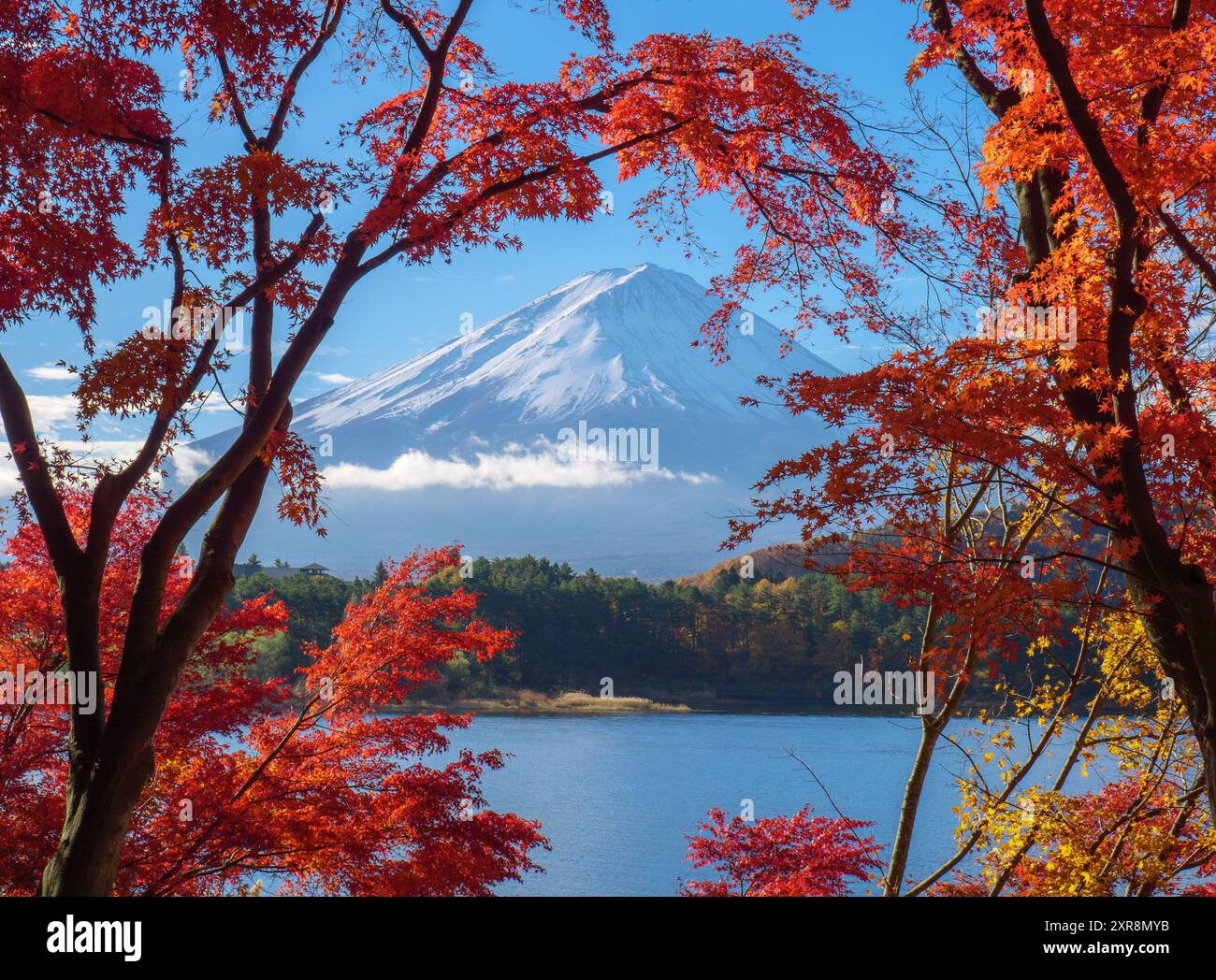 Mountain fuji with red maple in Autumn, Kawaguchiko Lake, Japan Stock ...