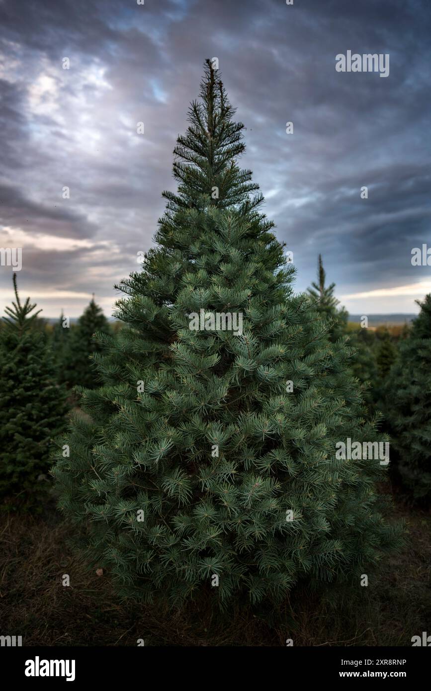 Christmas Tree Rnp Farm christmas lights hi-res stock photography and images - Alamy