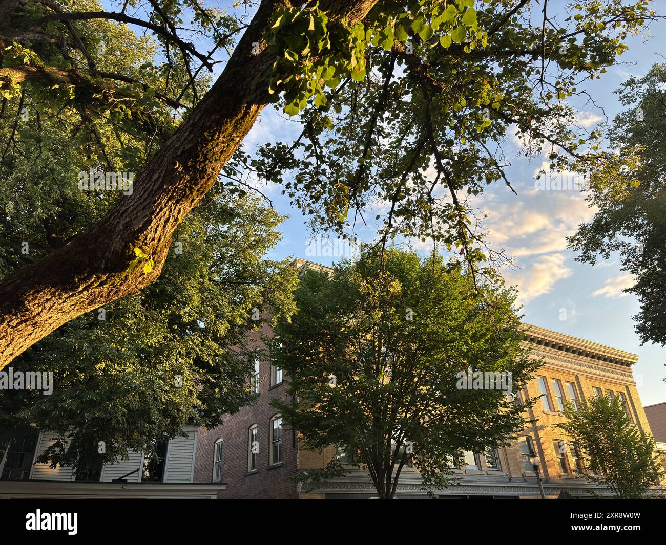 Facades behind tree branches hi-res stock photography and images - Alamy