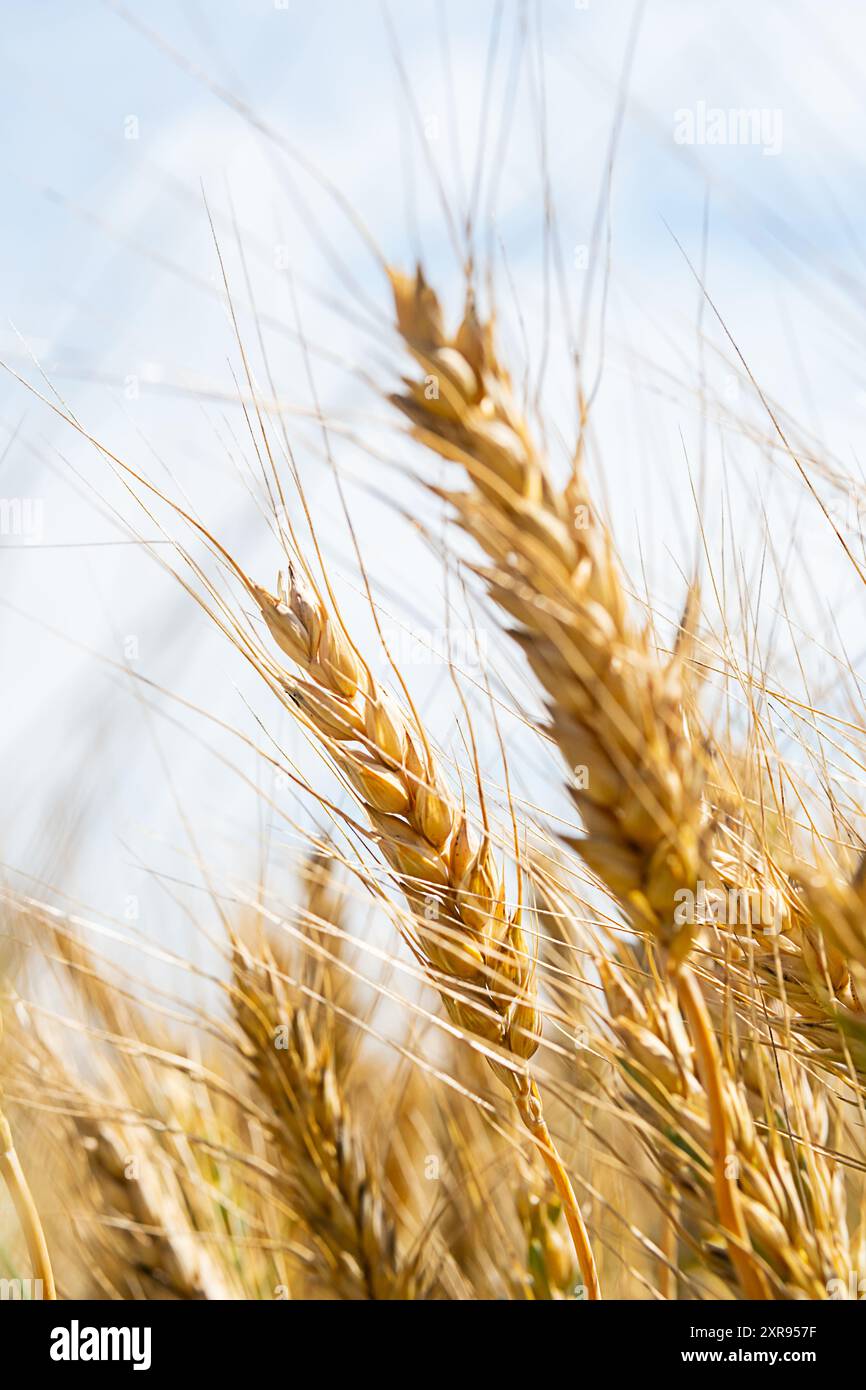 Close up of golden wheat ears in field under sunlight during harvest season. Stock Photo