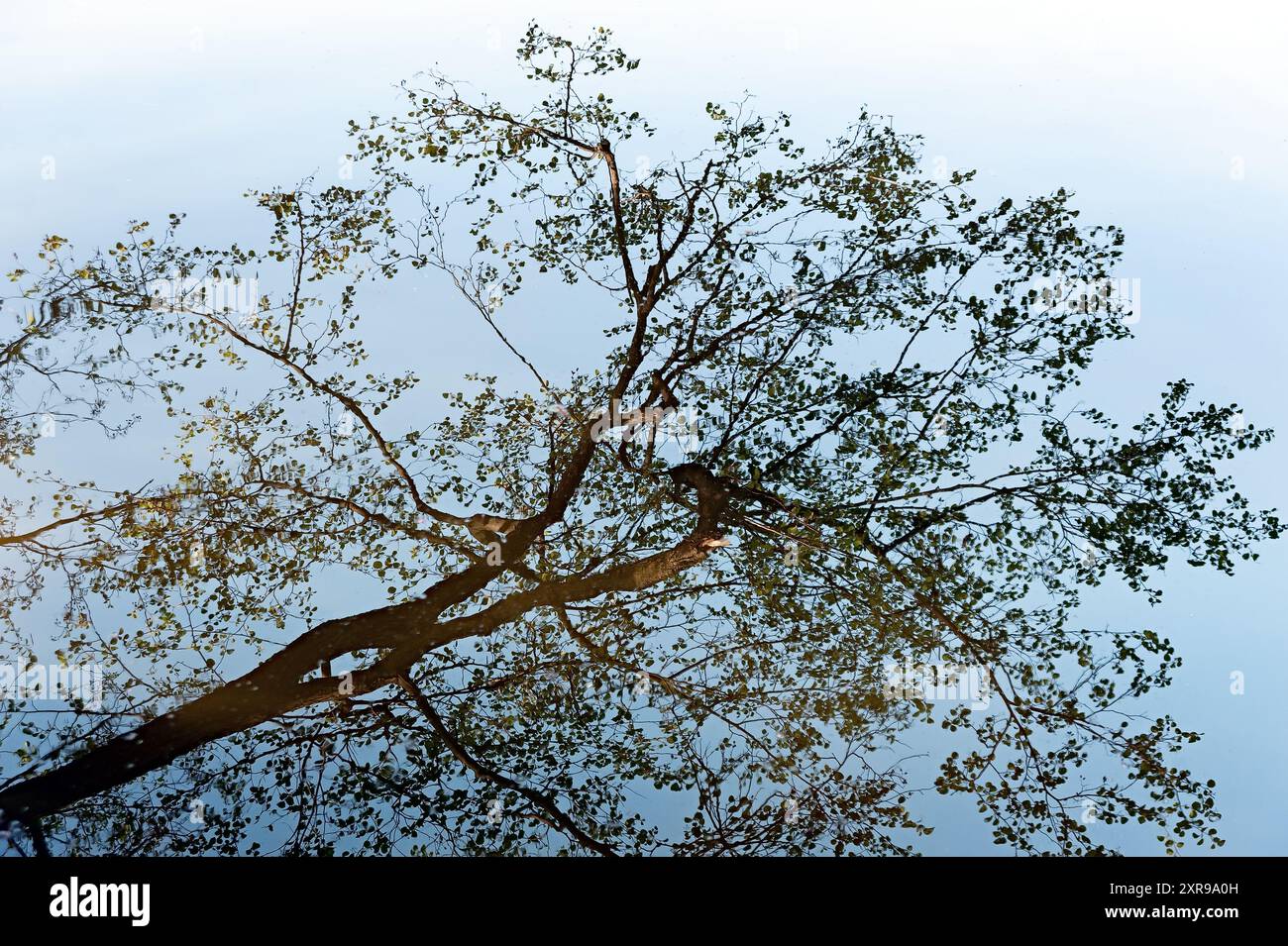 Tree reflection on lake surface hi-res stock photography and images - Alamy