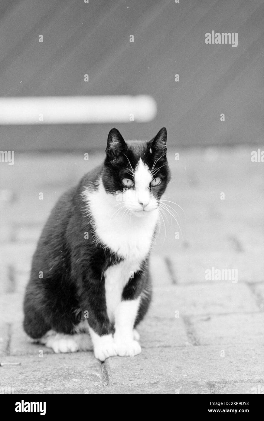 Kat bas Black and White Stock Photos \u0026 Images - Alamy, image size:873x1390