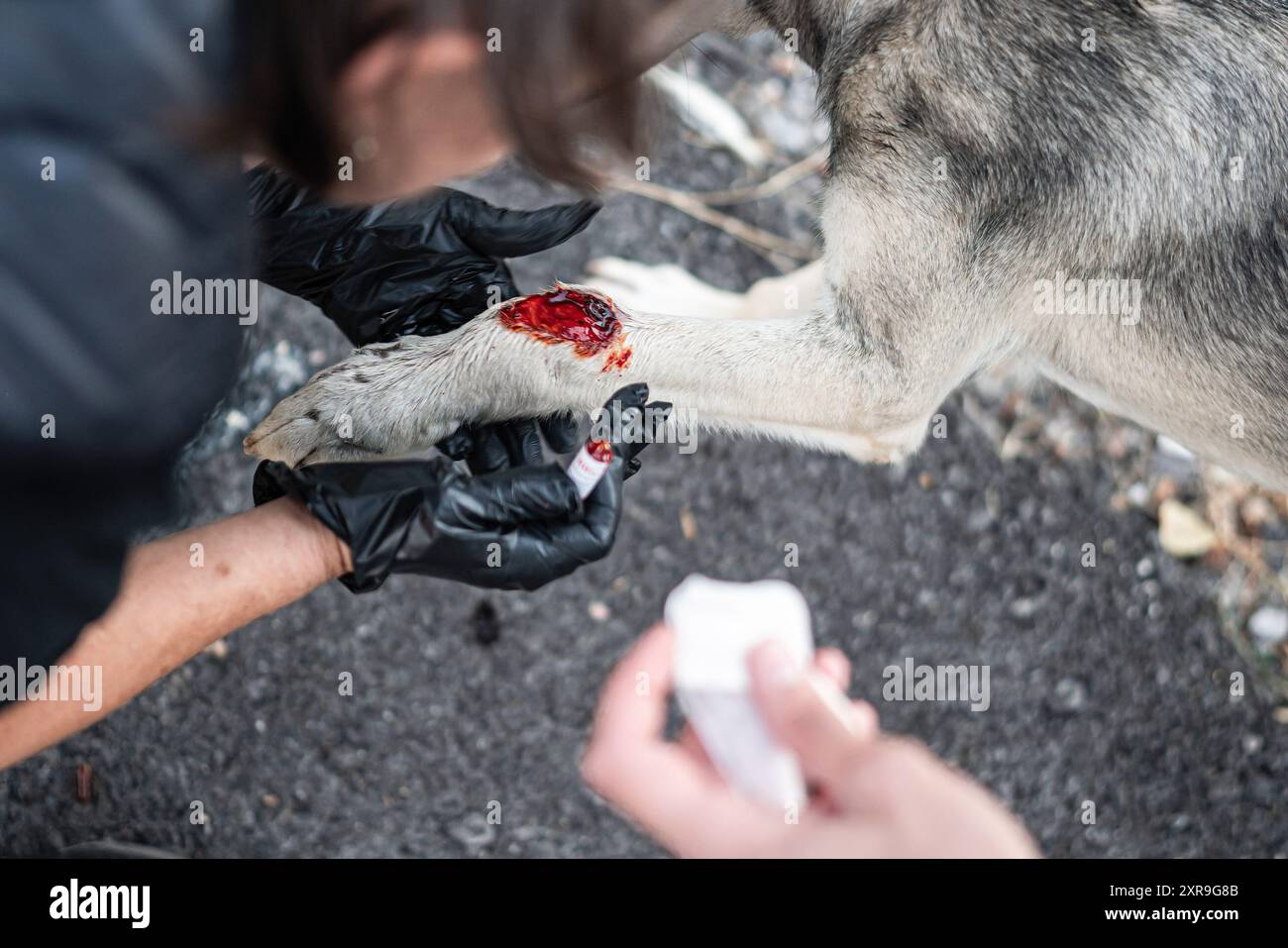 Dog foot wound deals