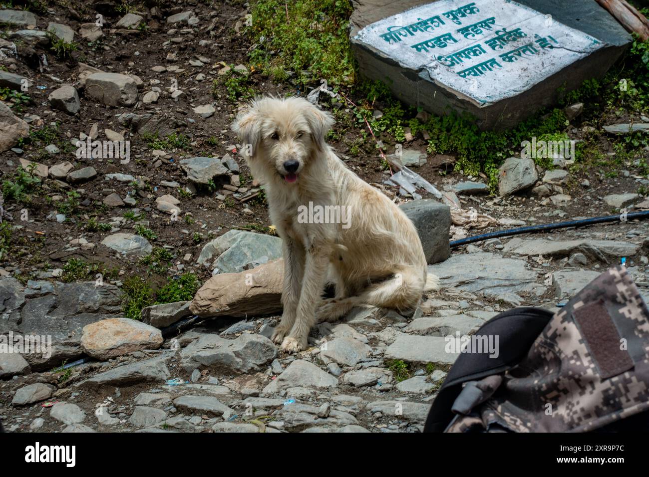 July25th2024, Himachal Pradesh, India. A charming white Himachali mastiff puppy in the stunning Himalayan mountains of Himachal Pradesh, India. A deli Stock Photo