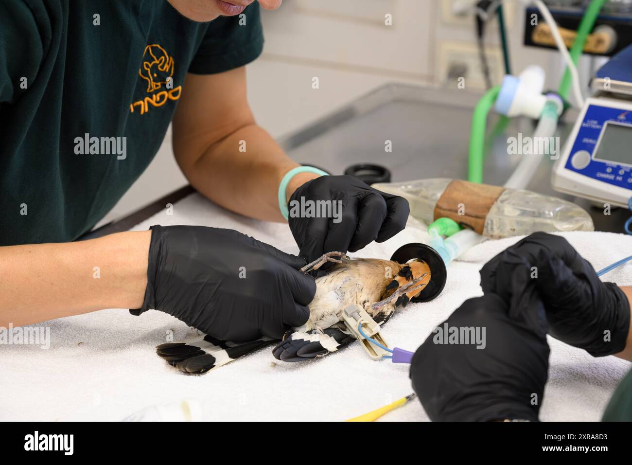 Operating Birds Veterinary surgeon is operating and setting a broken femur in the leg ...