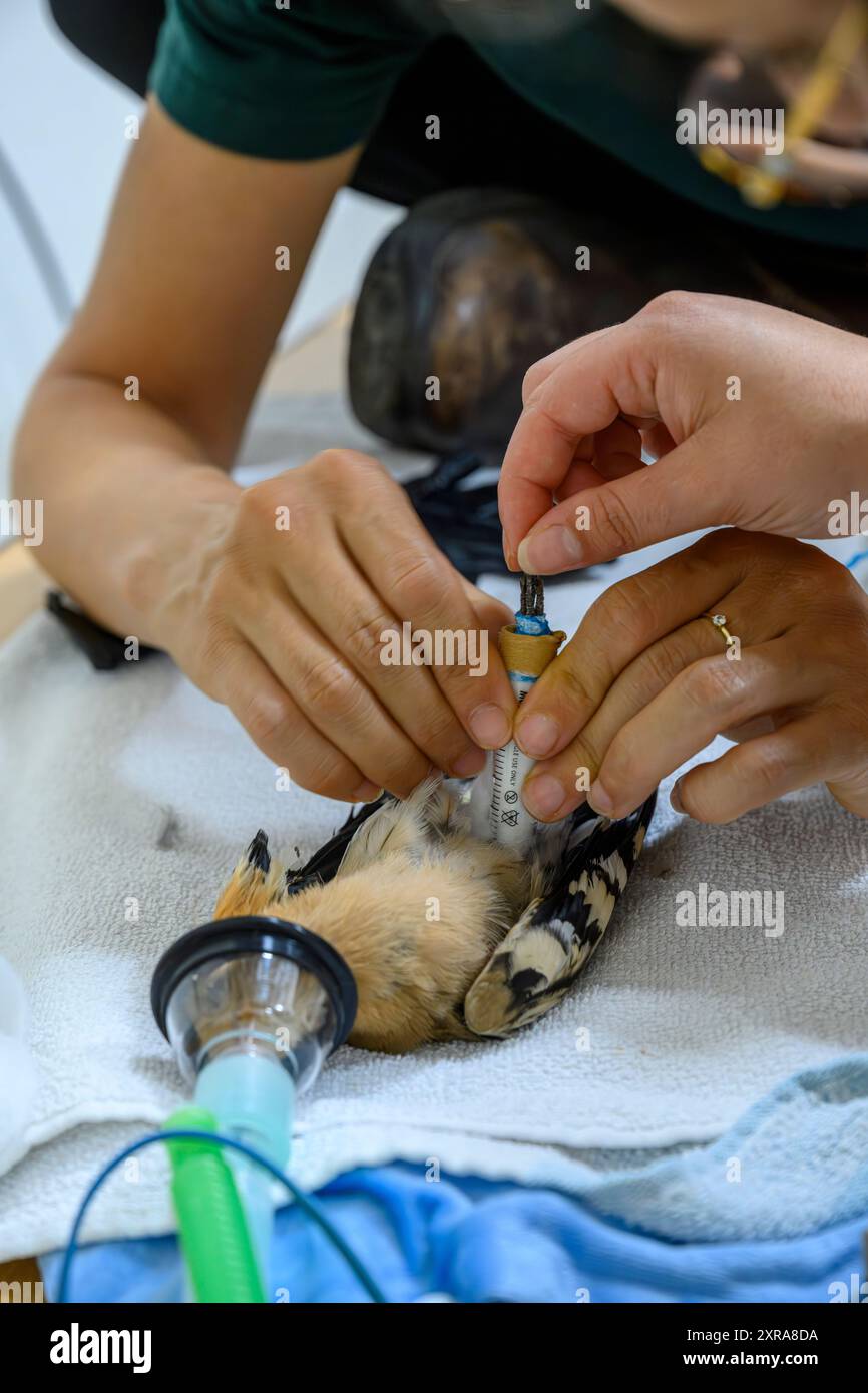 Operating Birds Veterinary surgeon is operating and setting a broken femur in the leg ...
