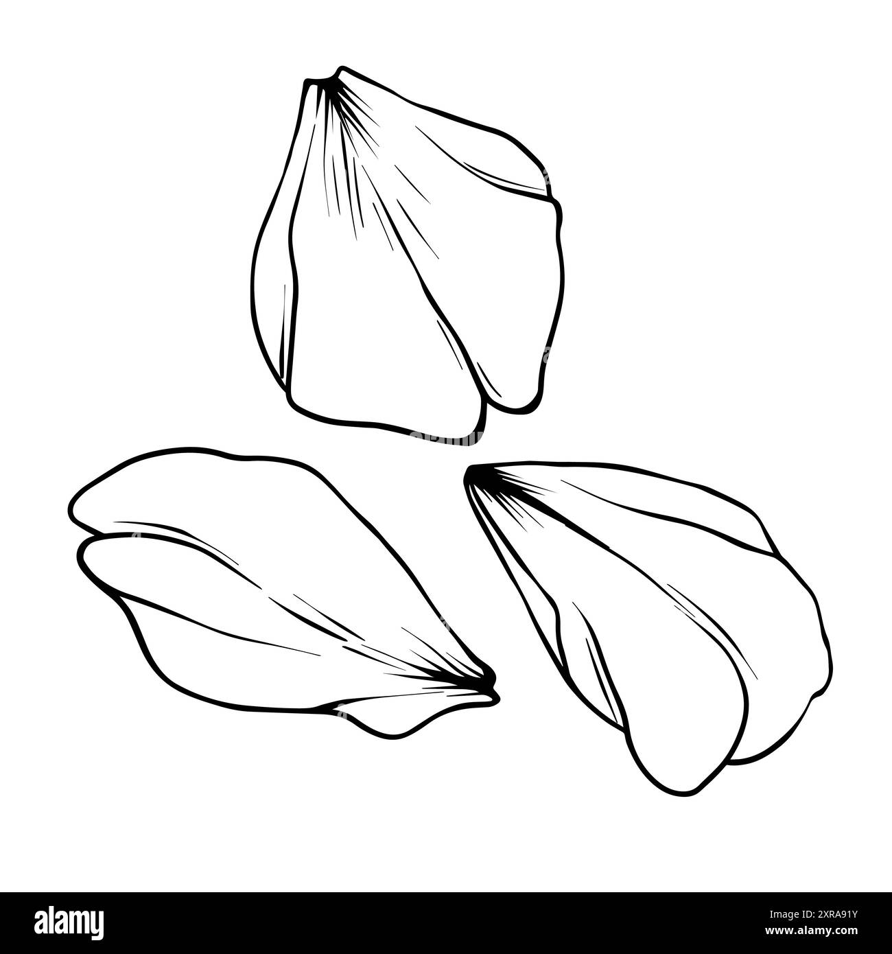 Petals Flowers Vector illustration black line art. Hand Drawn black ...