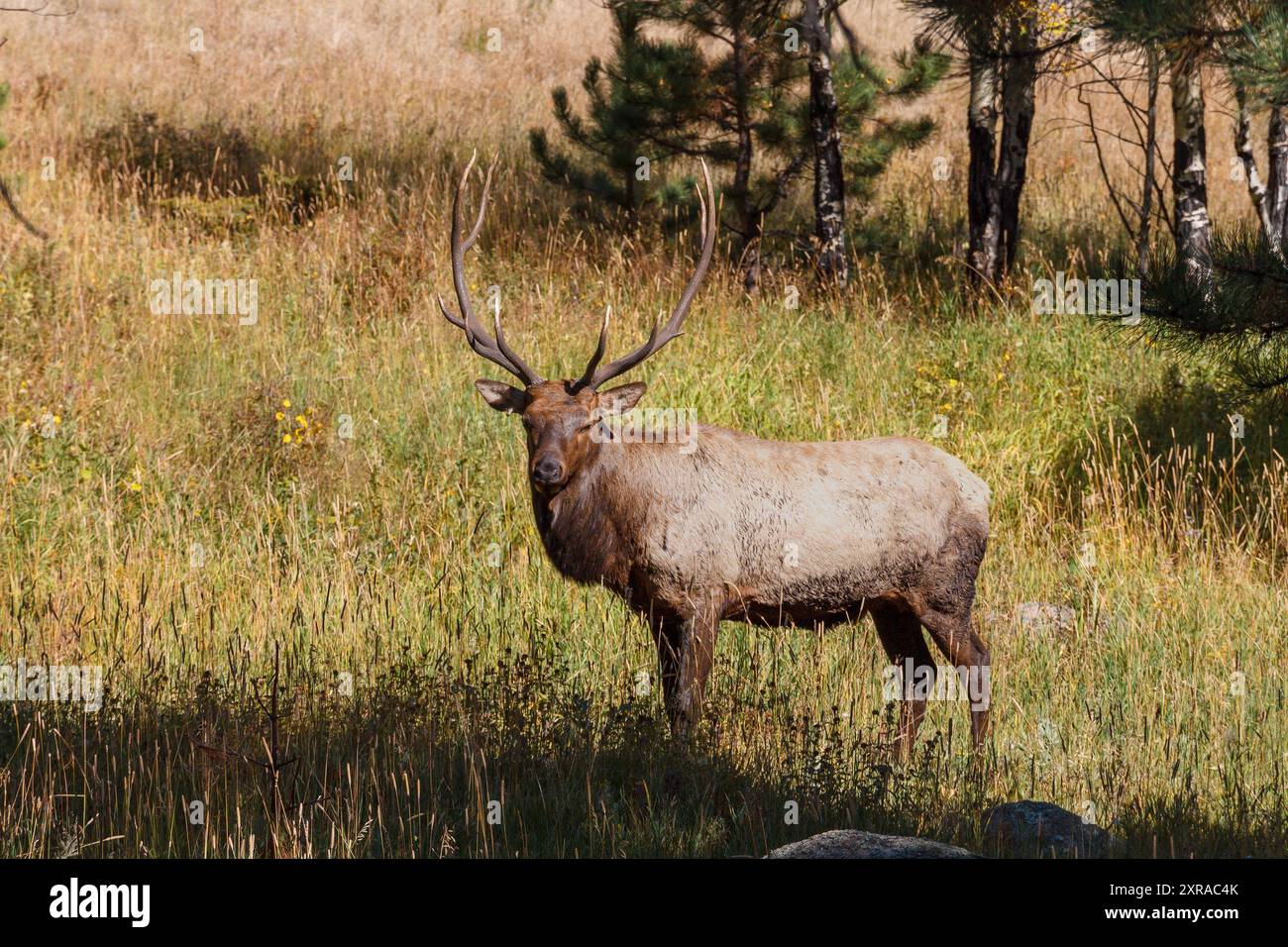 A Rocky Mountain Elk At The Roosevelt National Forest Park In North A Rocky Mountain Elk At The Roosevelt National Forest Park In North