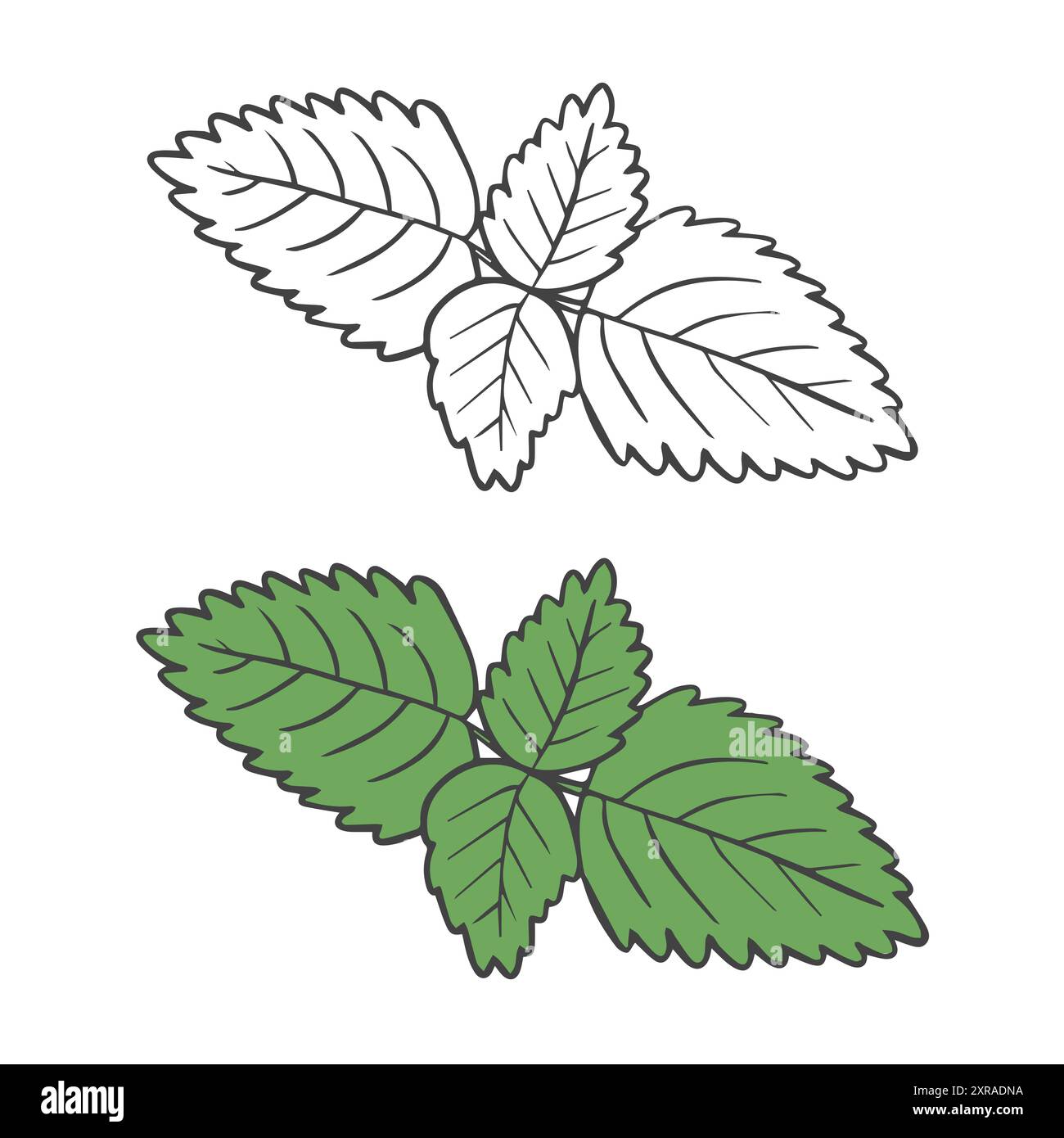 Hand drawn mint leaf isolated on white. Vector illustration Stock ...