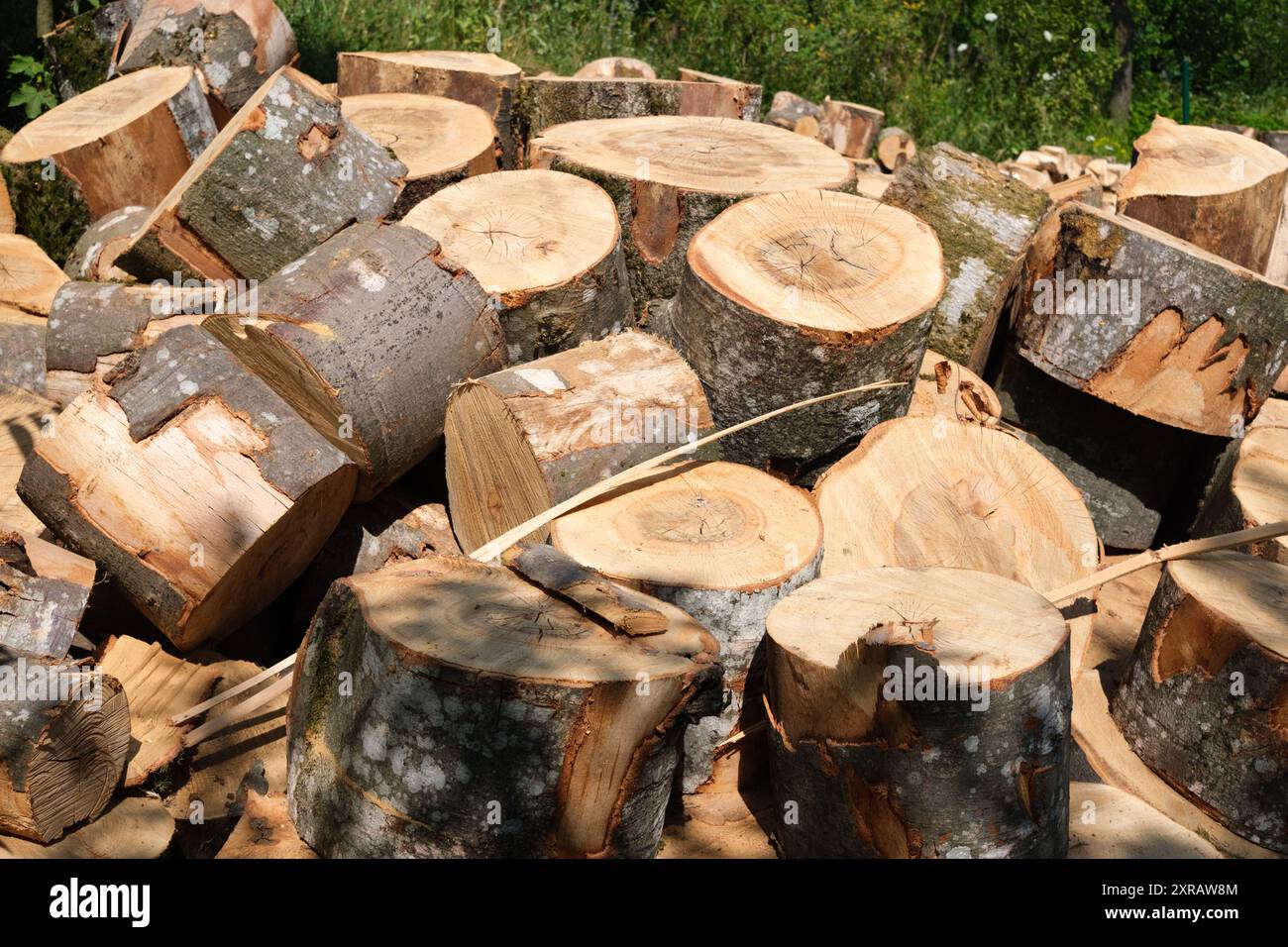 Hardwood tree stumps hi-res stock photography and images - Alamy
