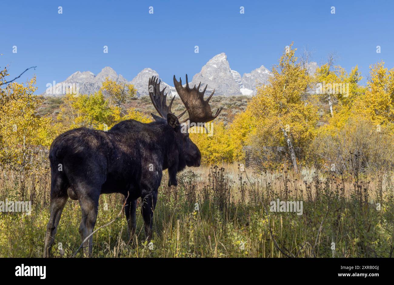 Bull Moose During the Rut in Autumn in Wyoming Stock Photo - Alamy