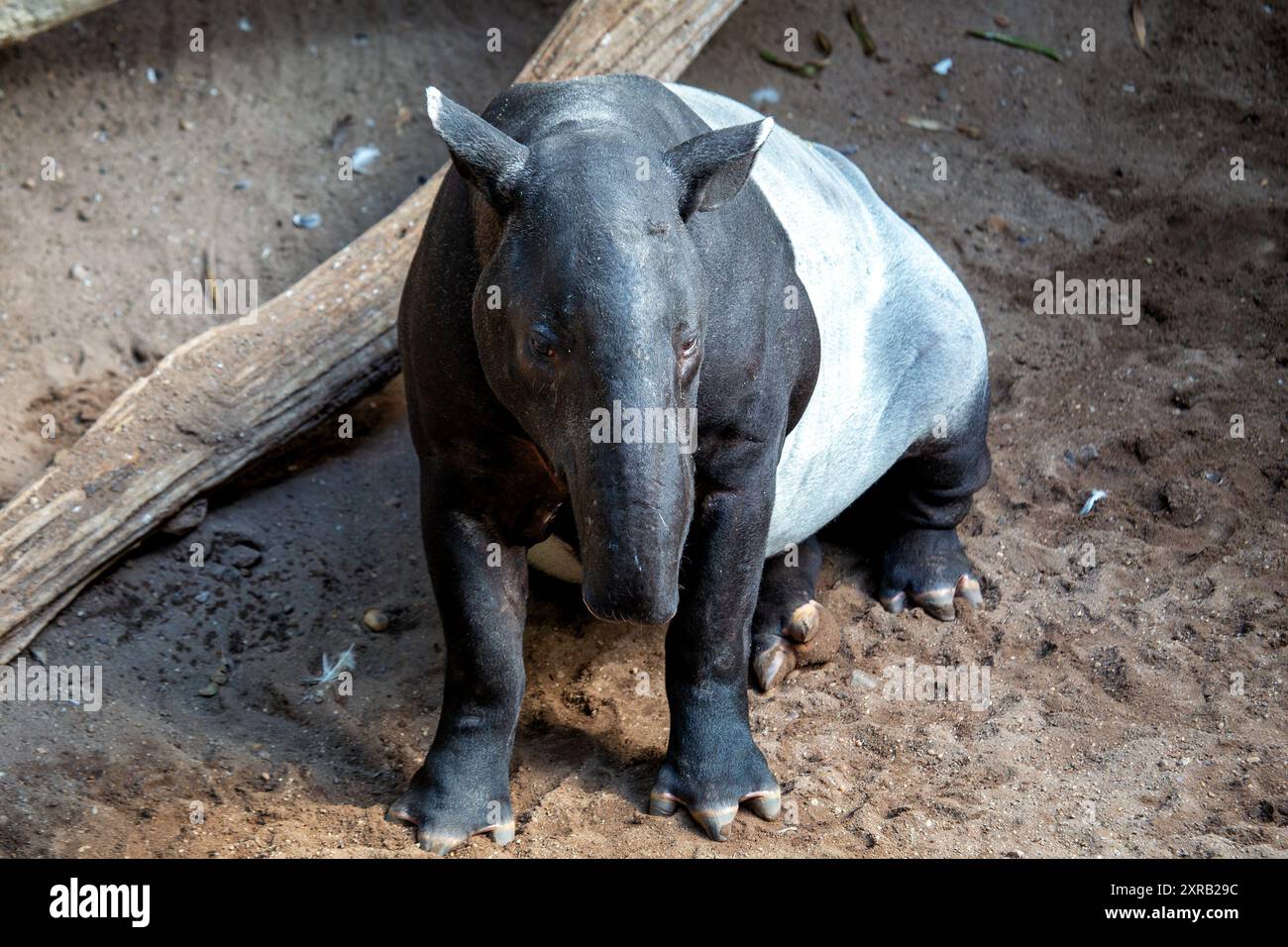 Malayan tapir in Southeast Asian rainforests. Herbivorous, feeding on ...