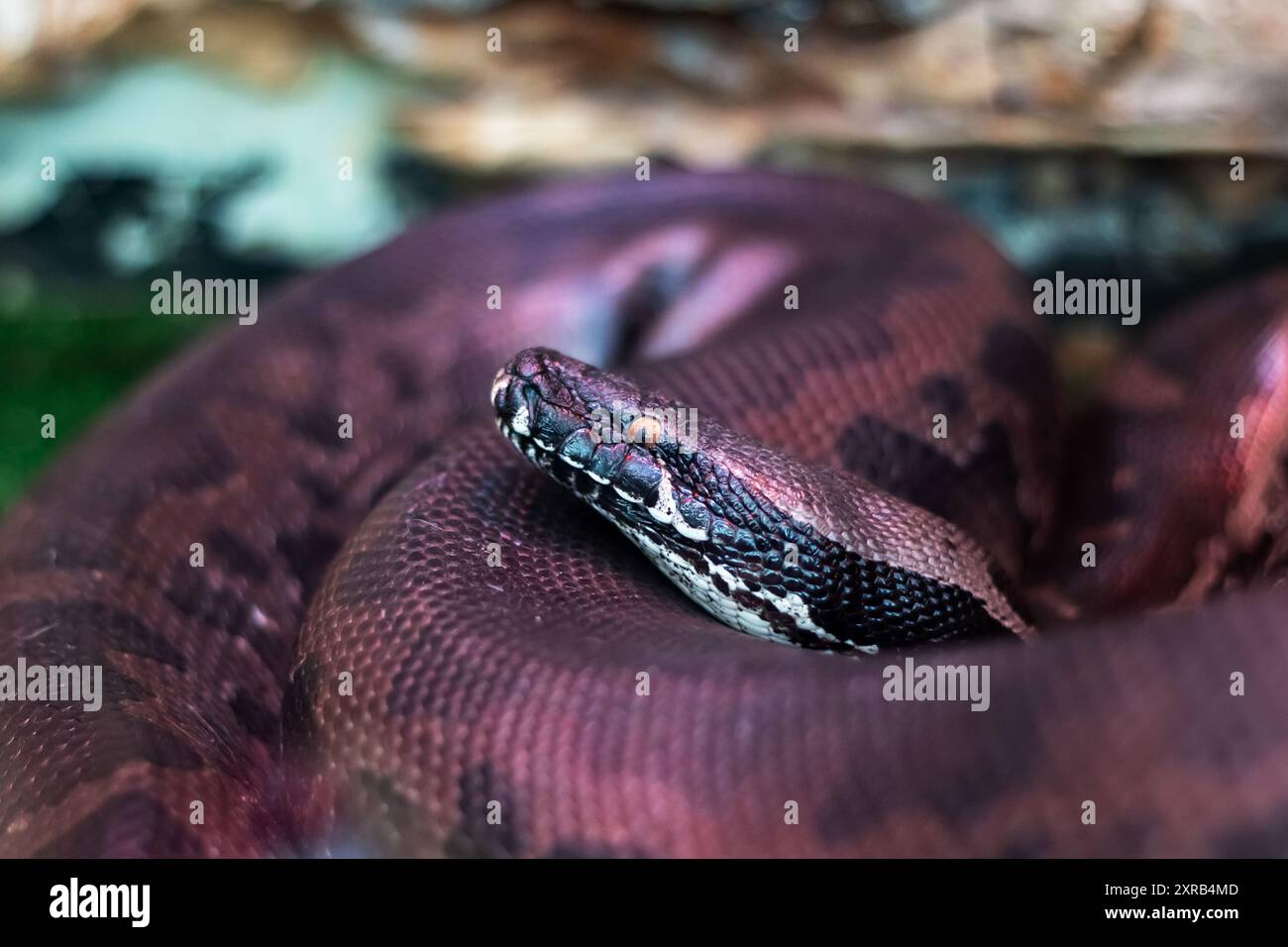 This stunning and captivating image showcases a python coiled elegantly ...