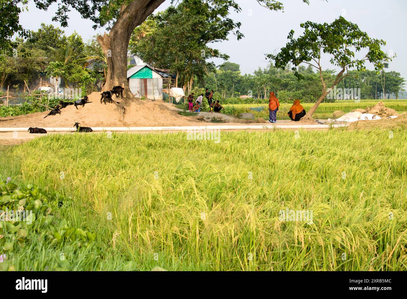 Bangladesh rice field hi-res stock photography and images - Alamy