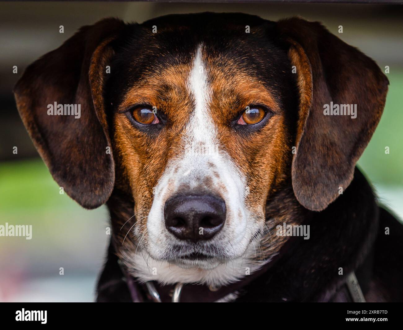 Duke Bierman at a baseball tournament in Albertsville Alabama. Duke is a     Original Mountain Cur dog, extremely loyal and protective to  his family. Stock Photo