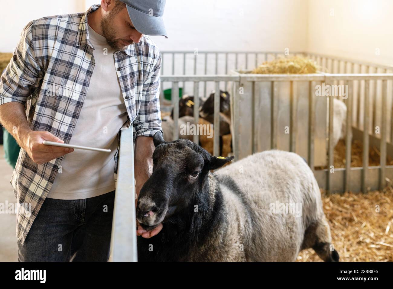 Man farmer using a digital tablet while checking on sheep at a livestock farm. Stock Photo
