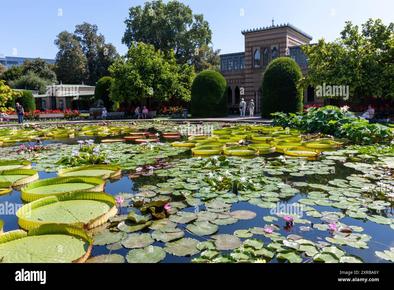 STUTTGART, GERMANY - AUGUST 6, 2024: Tropical water lilies in the ...