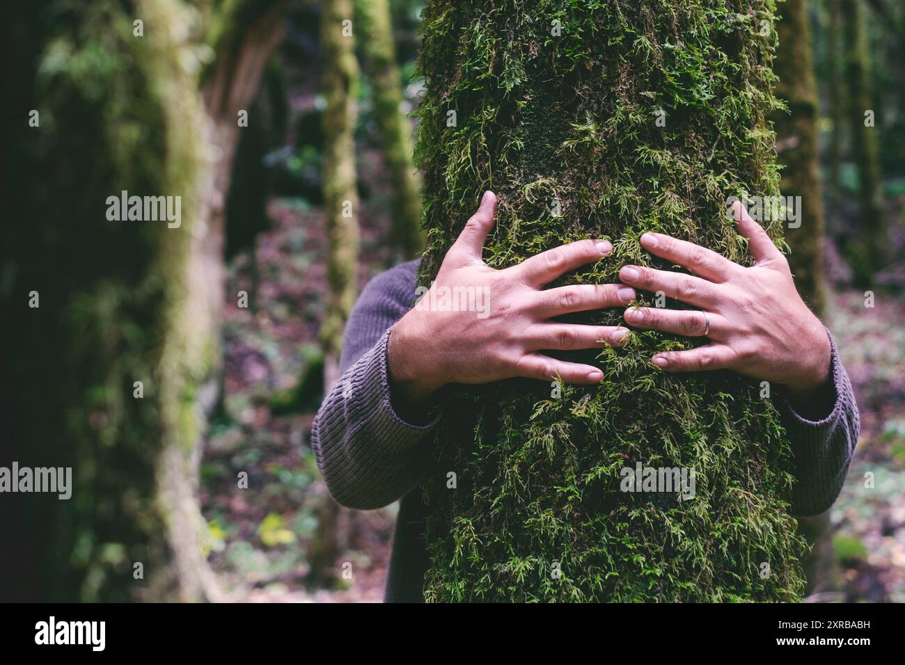 Love for nature concept with man hands hugging bonding green musk trunk tree in the forest woods. Environment and protection. Lover planet. People in outdoor leisure activity alone. Embracing trees Stock Photo