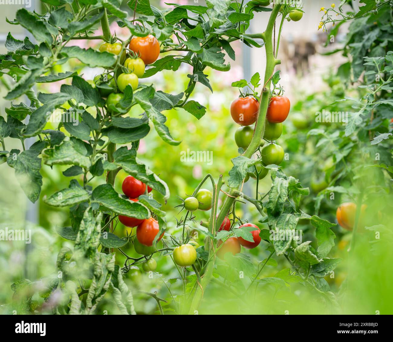 Tomato plants growing on branch hi-res stock photography and images - Alamy