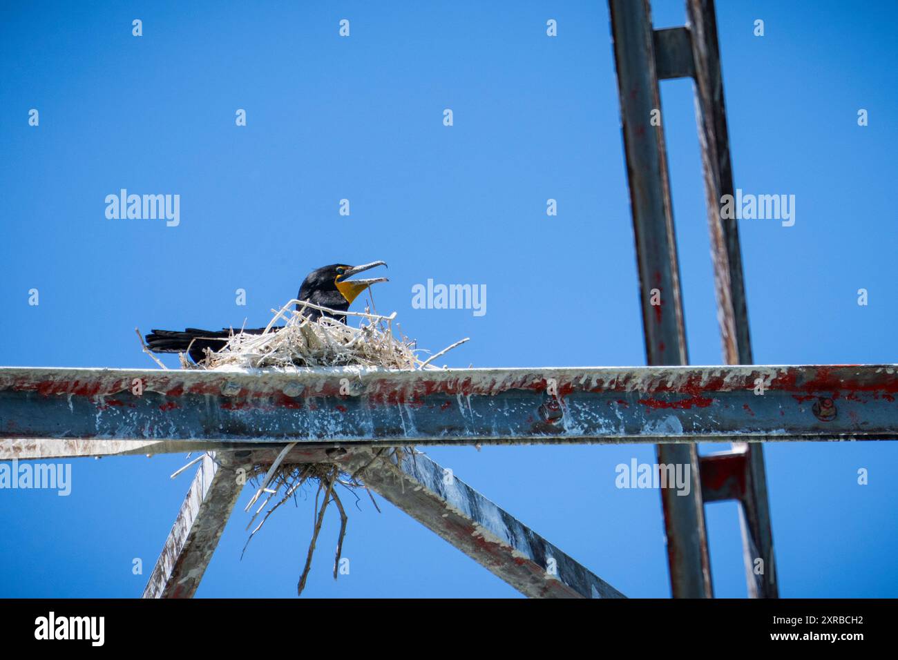 Double-crested cormorant nesting on the power lines structures going ...