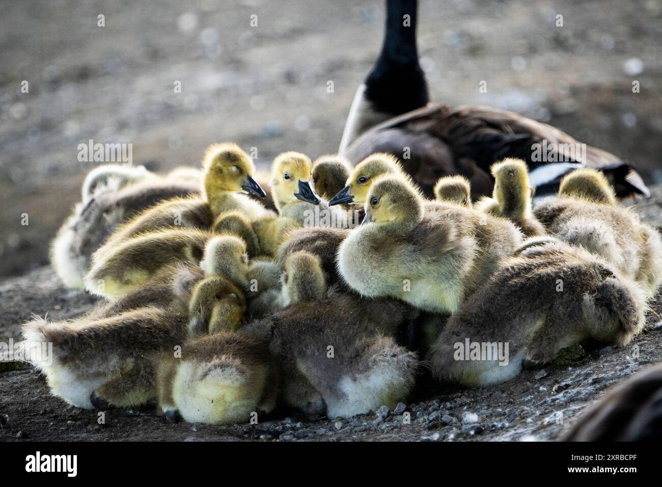 Canada Goose goslings sleeping with parent watching over them. Stock Photo