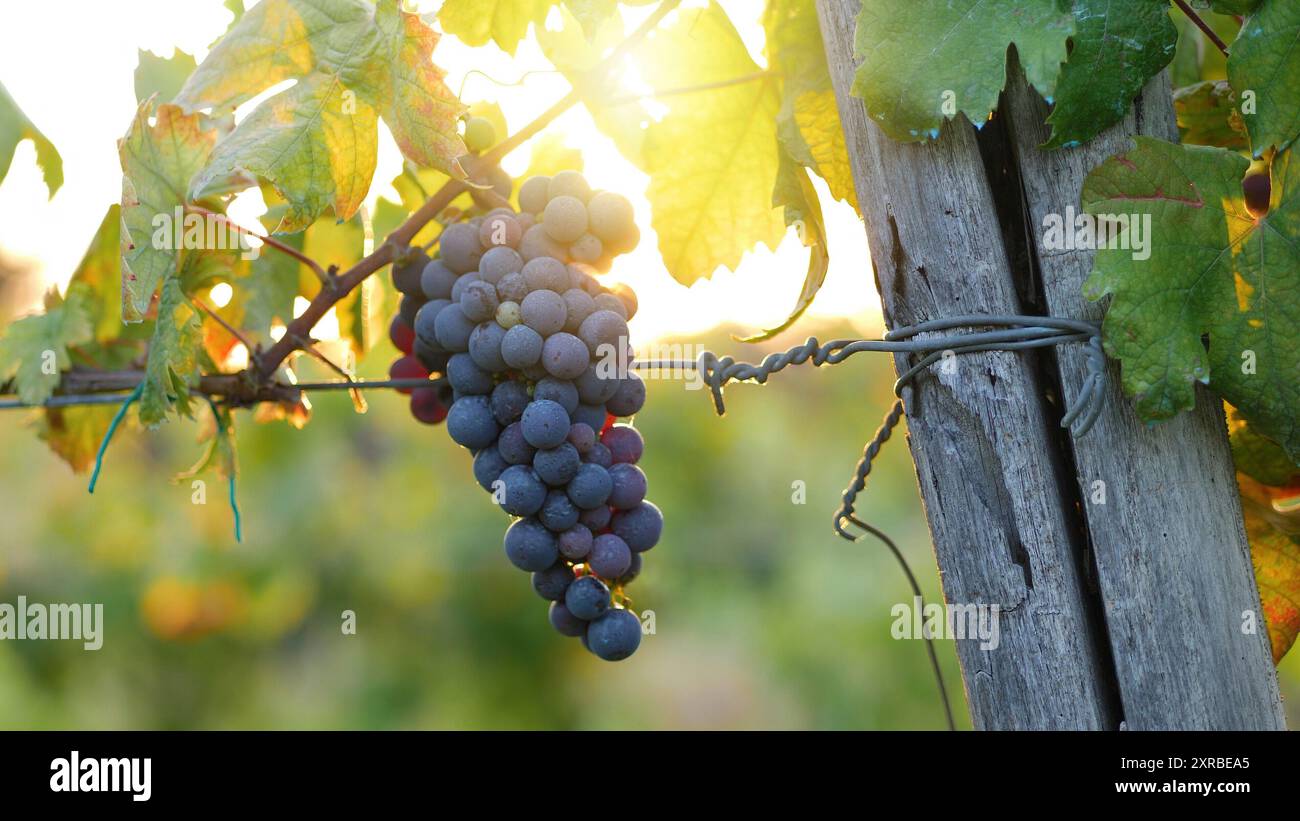 Bunch of red grapes. Sunset light with sun in the background. Flare and warm light tell the harvest period of grapes for the production of wine. Stock Photo