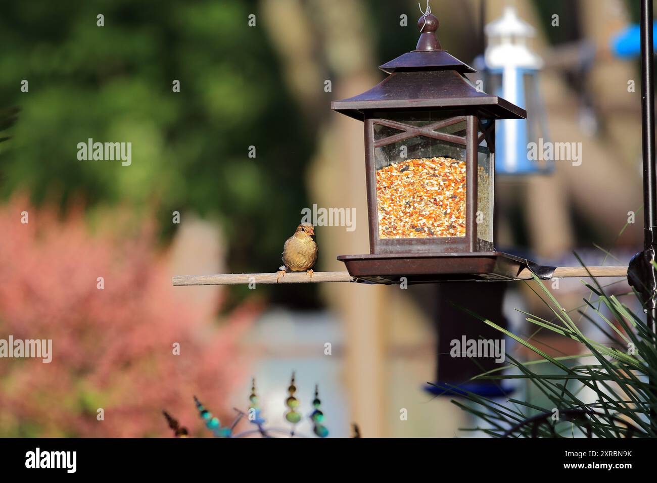 Sparrow, Long Island New York Stock Photo