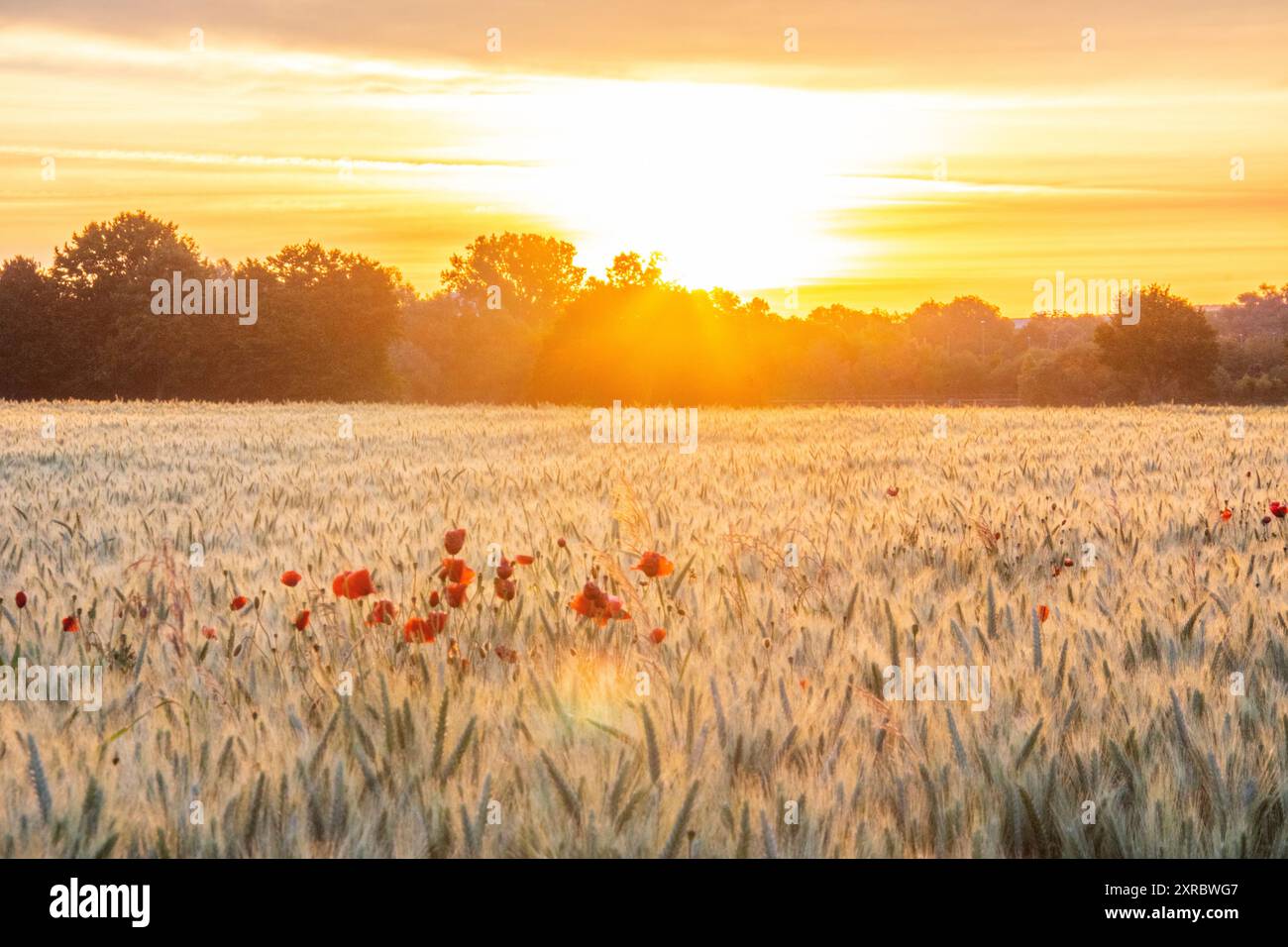 Sunrise over field of flowers hi-res stock photography and images - Alamy