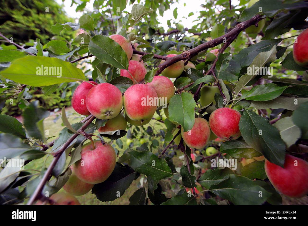 Red apples on tree branches in August Stock Photo