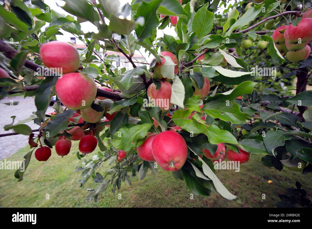 Red apples on tree branches in August Stock Photo
