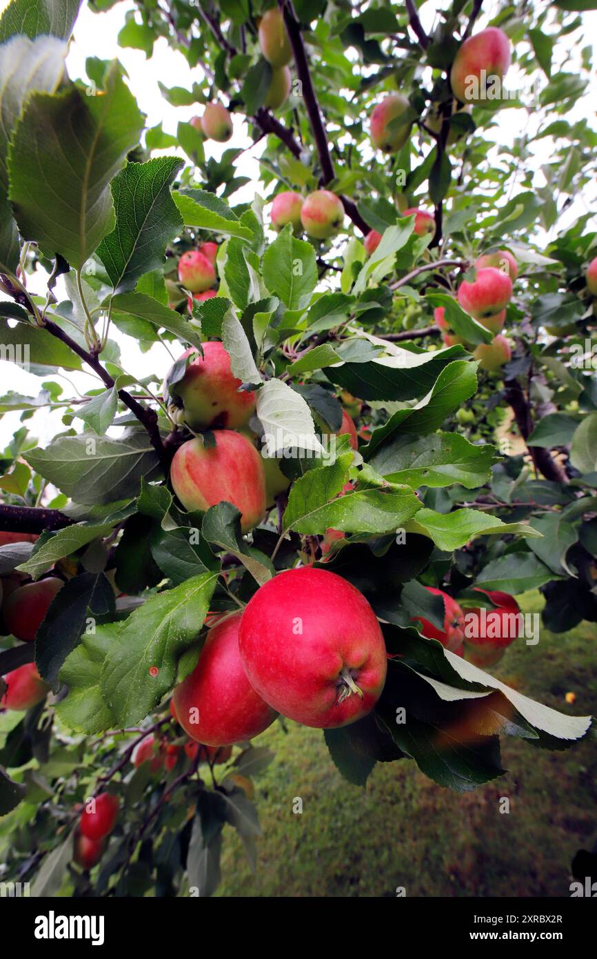 Red apples on tree branches in August Stock Photo