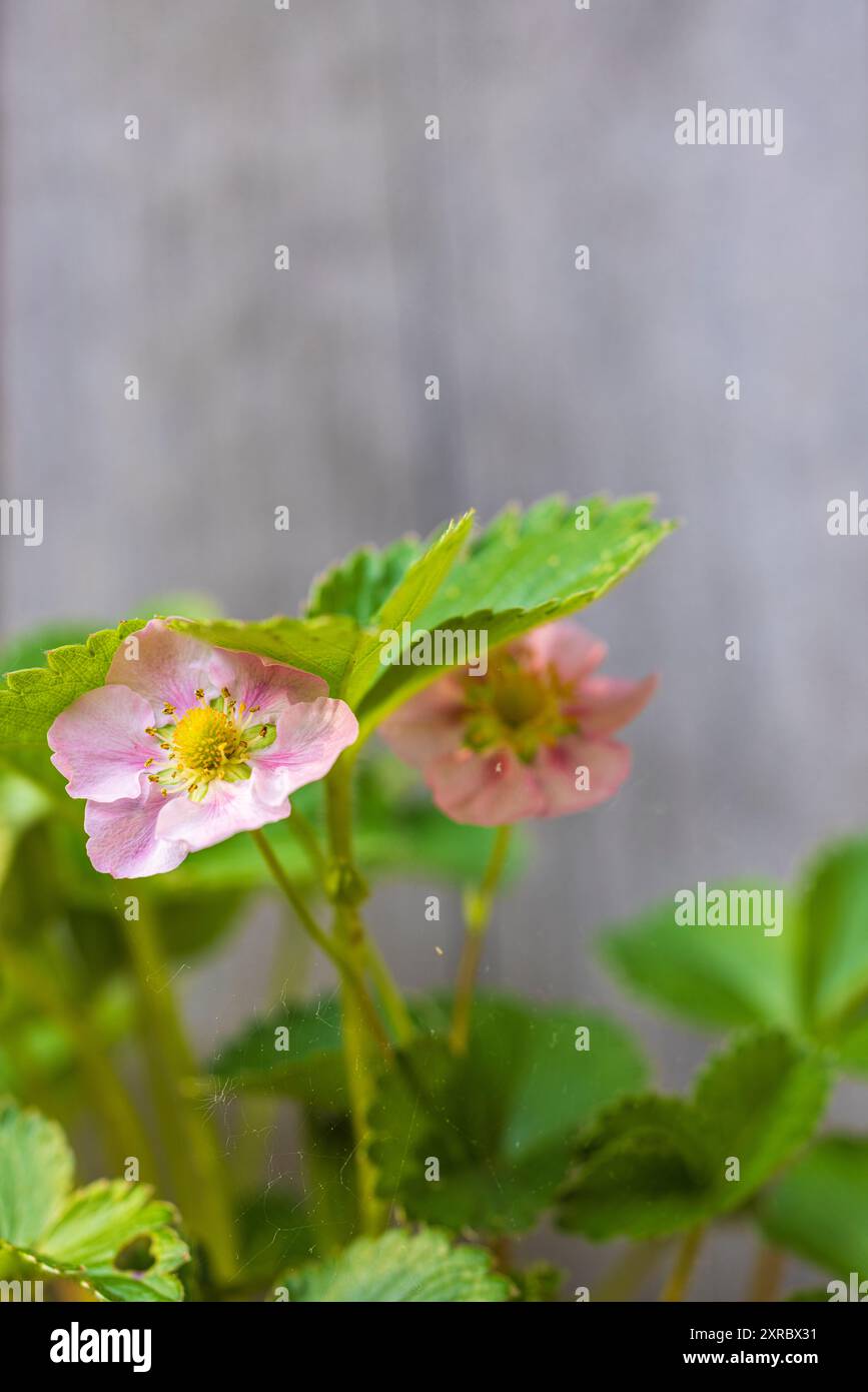 Strawberry blossom, garden strawberry, pink Stock Photo - Alamy